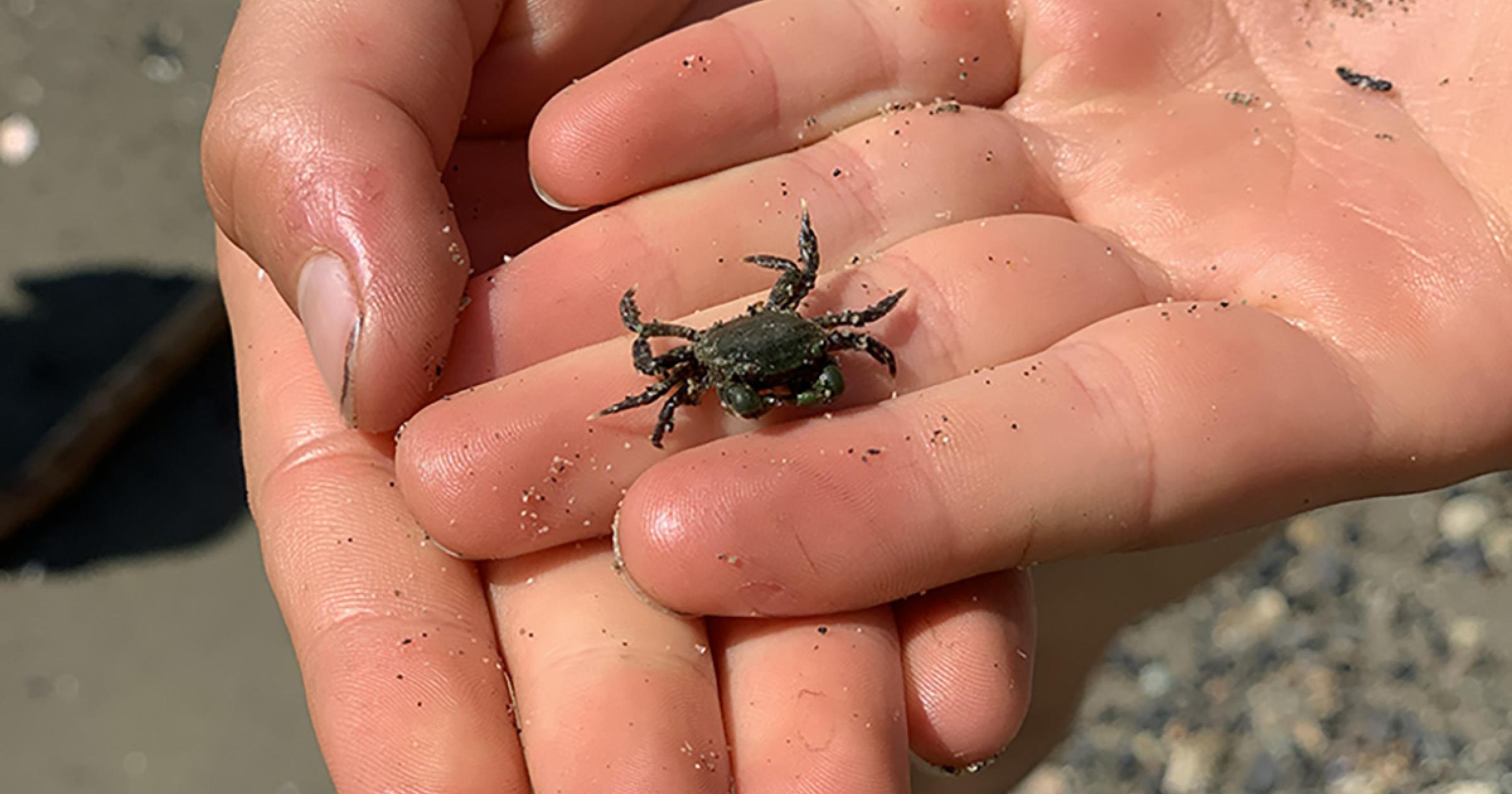 maryland-crabs-things-to-know-about-blue-crabs